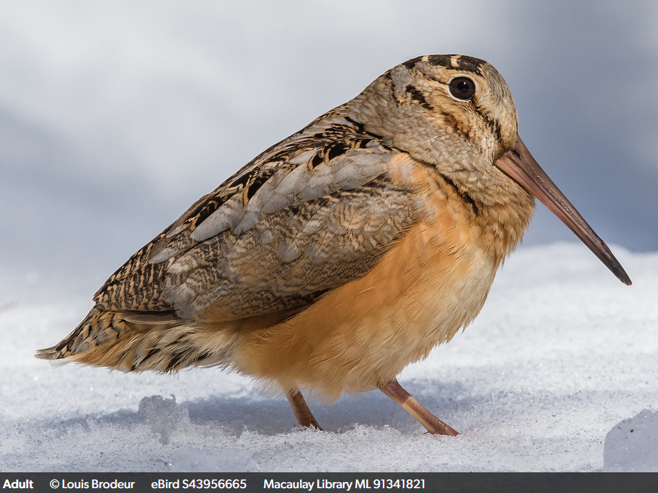 Adult American Woodcock from ebird